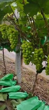 阳光玫瑰葡萄大量供应需要的联系阳光玫瑰葡萄大量供应需要的联系