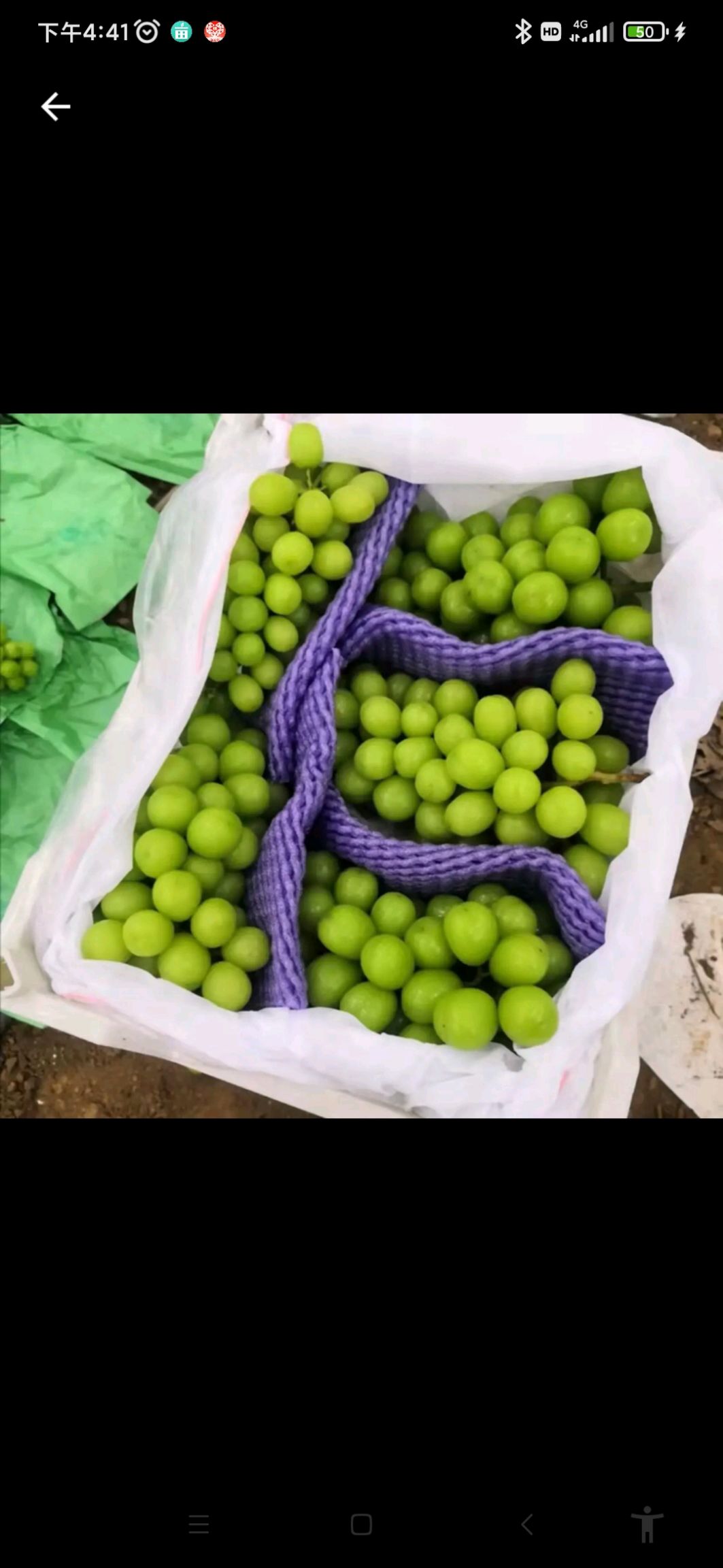 阳光玫瑰葡萄大量供应需要的联系阳光玫瑰葡萄大量供应需要的联系