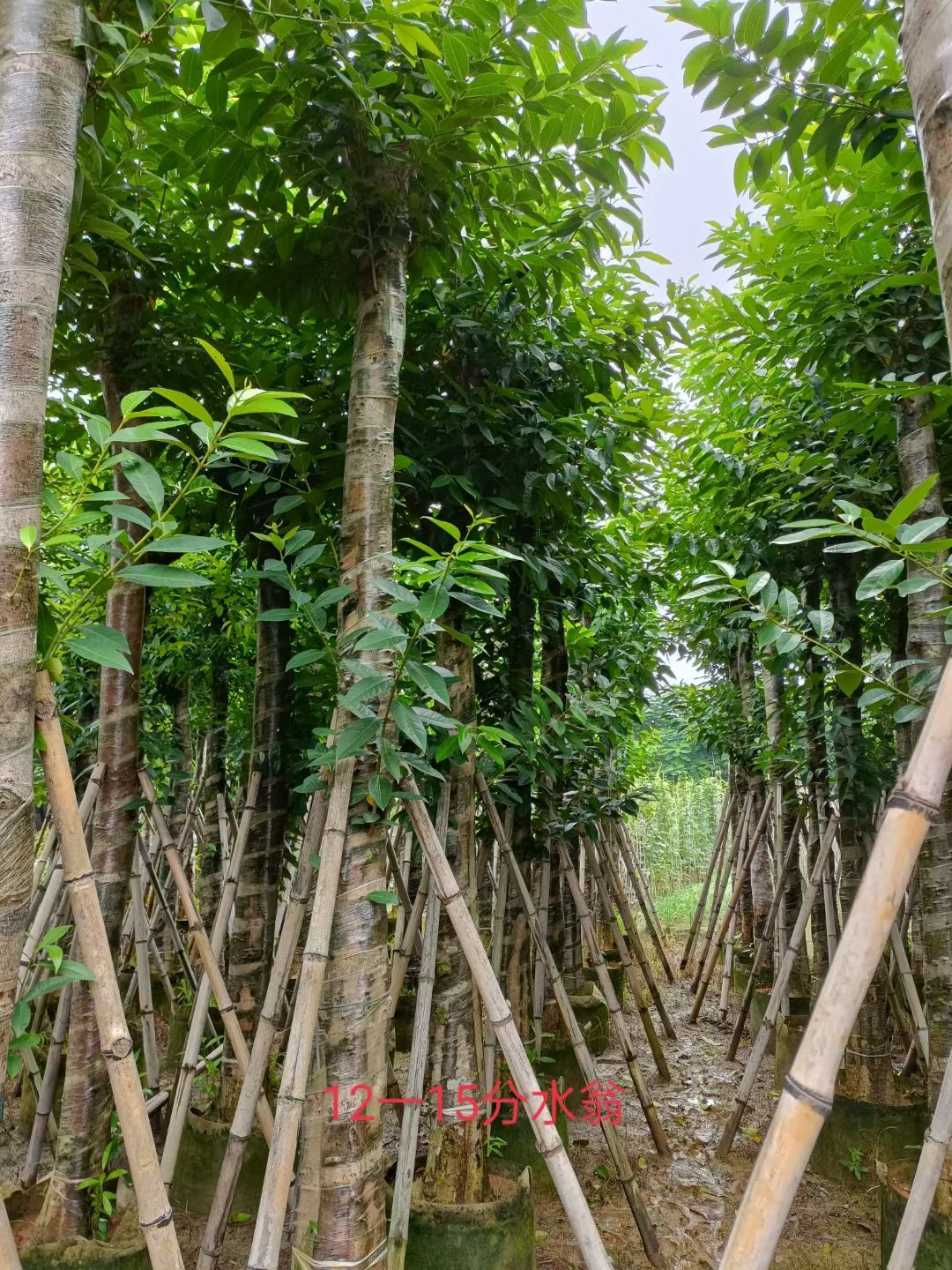 水石榕  水翁，低价供应10-12-15-18-20分水翁袋苗