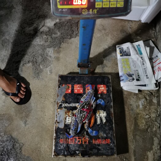 海口蓝花蟹 海南生猛兰花蟹，物美价廉
