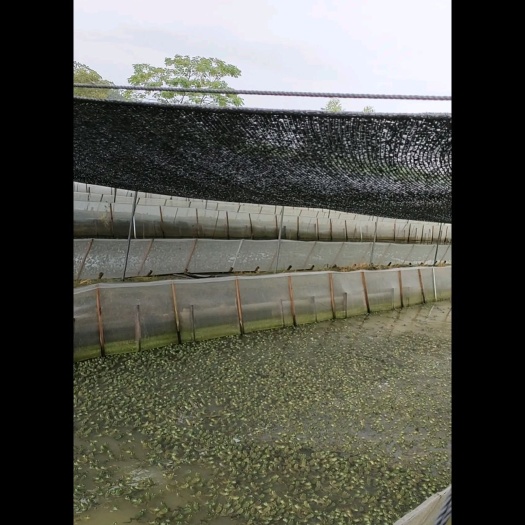  青蛙新鲜感过好