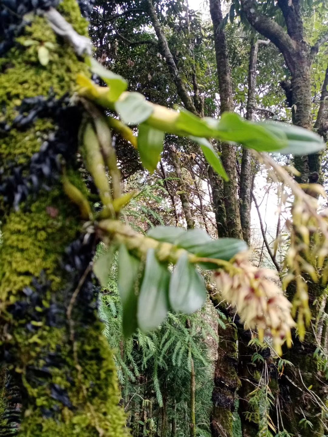 龙陵紫皮石斛 龙陵特产之一紫皮石斛，百香果