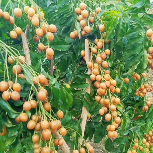 灵山县包邮，黑黄皮果苗，大甩卖。。购买时先电.话联系质询