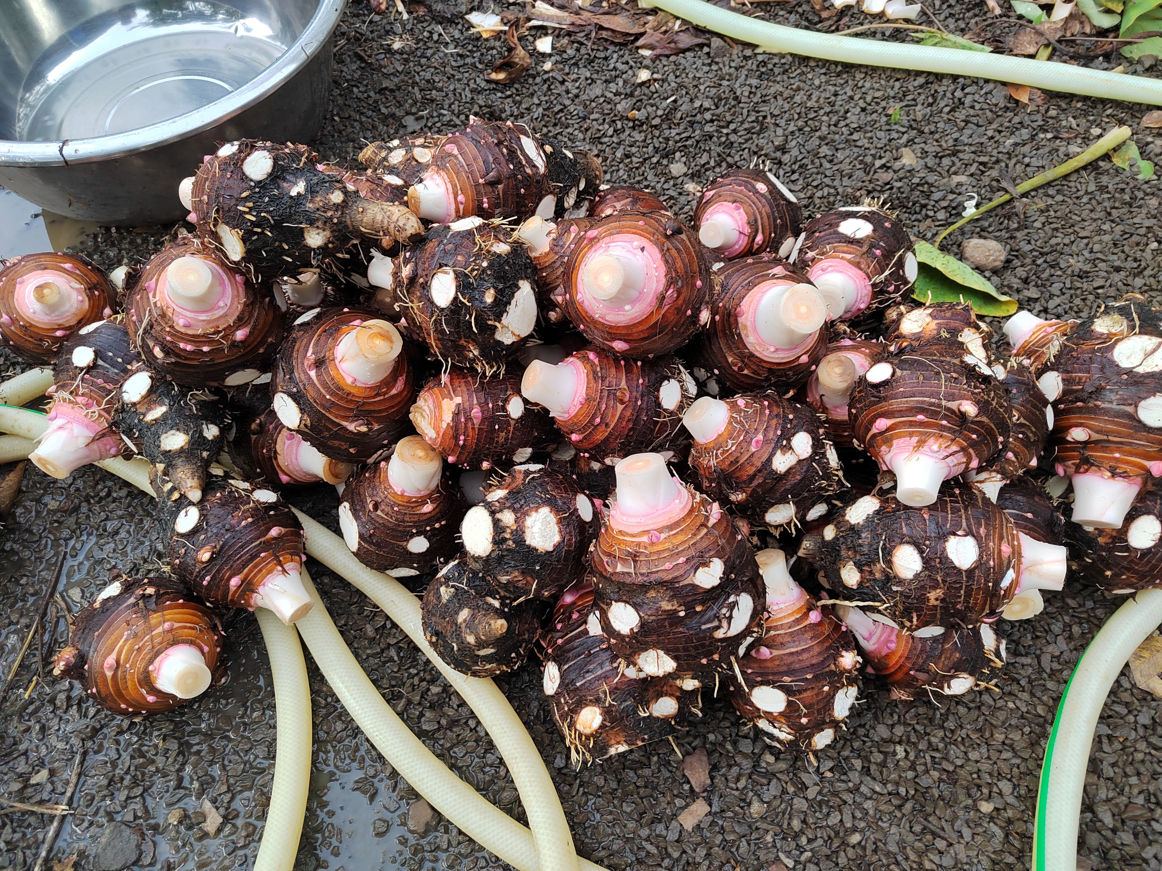 海南香芋头图片