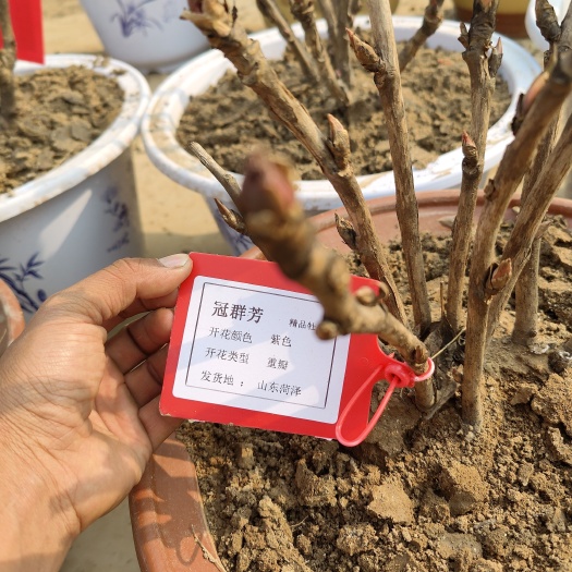 菏泽观赏牡丹，品种众多