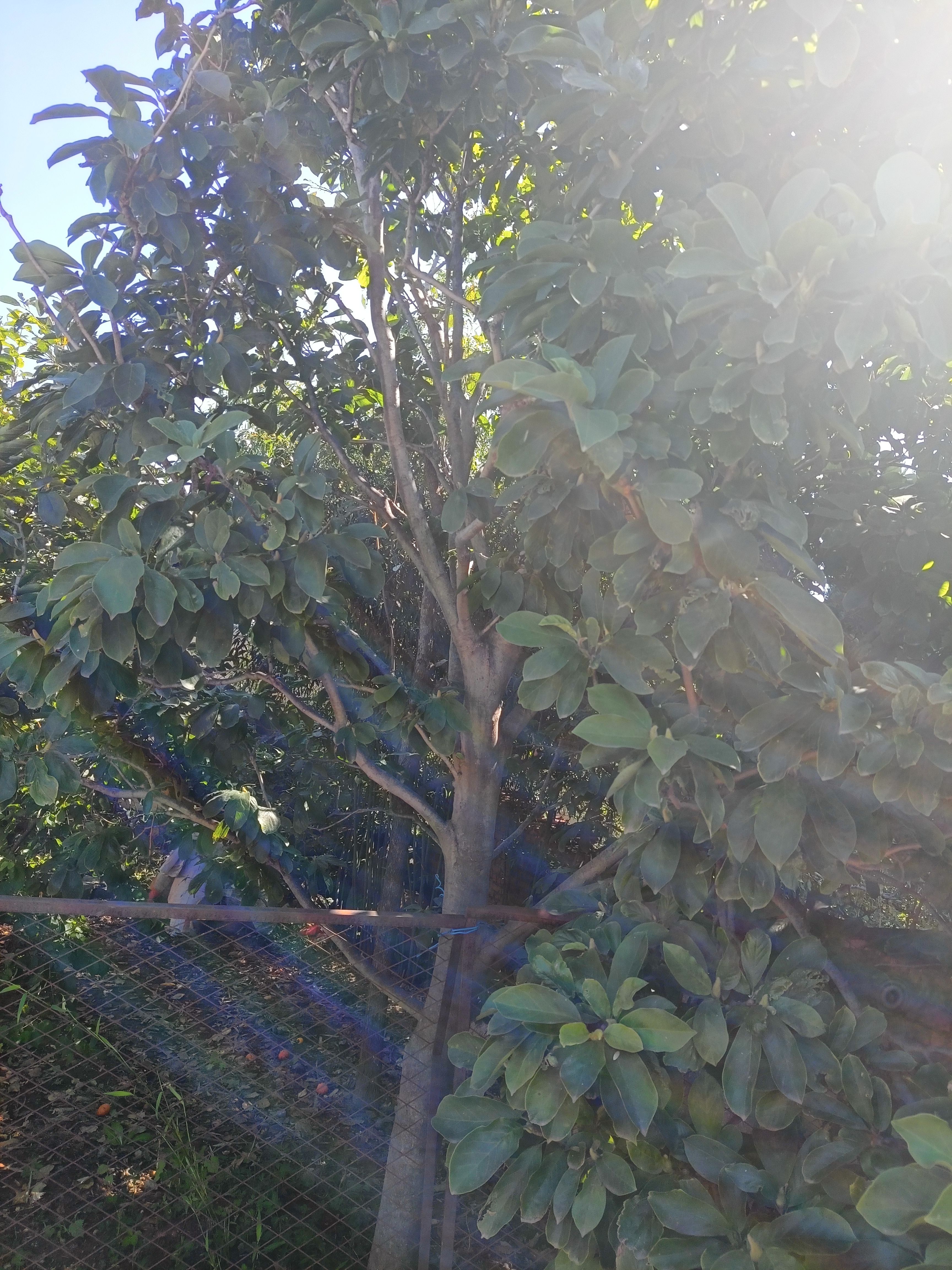 鸡心柿苗 玉兰树和柿子树