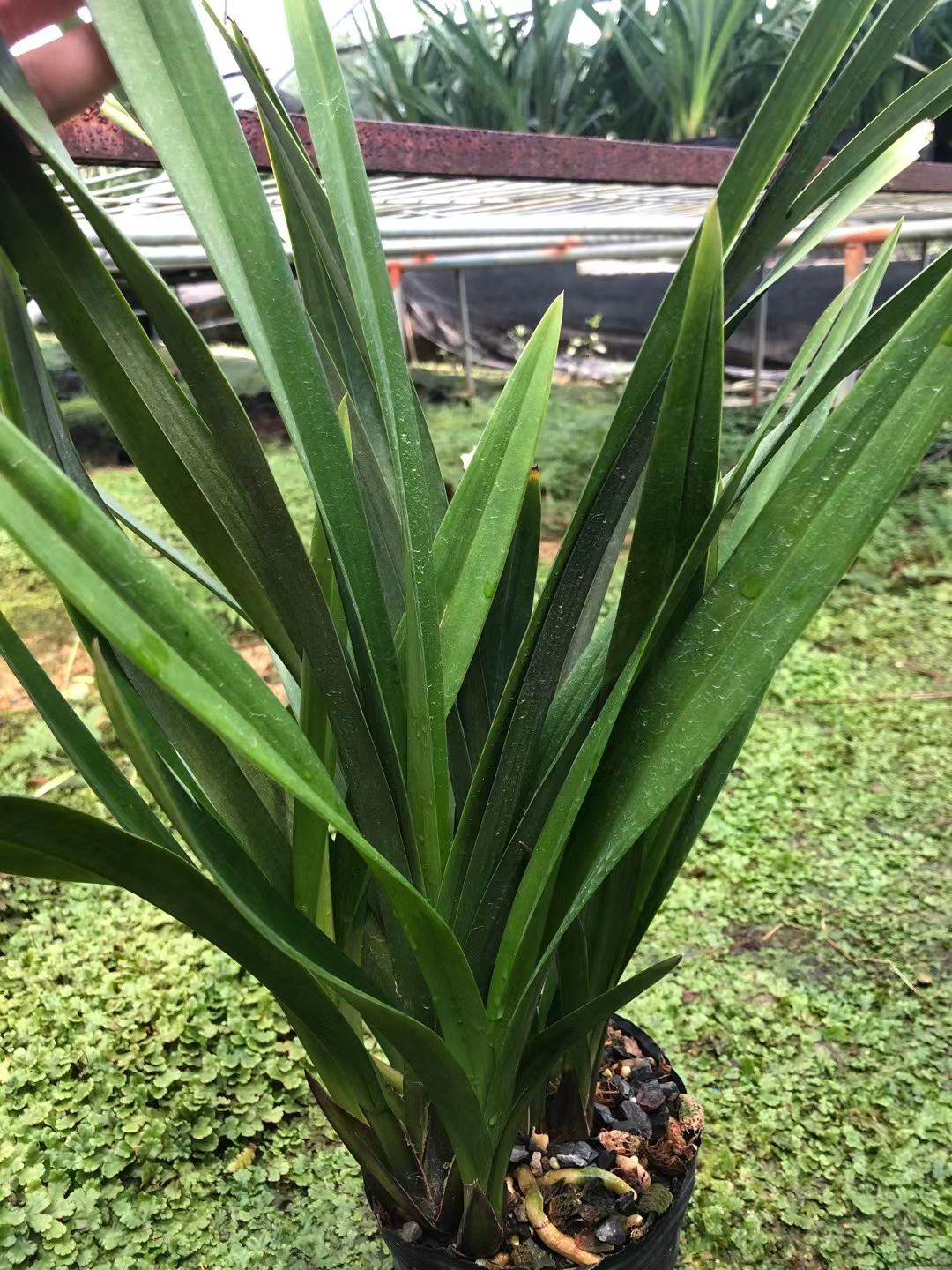 【红美人】大花惠兰红花浓香好养花期11月-3月春节前后开花