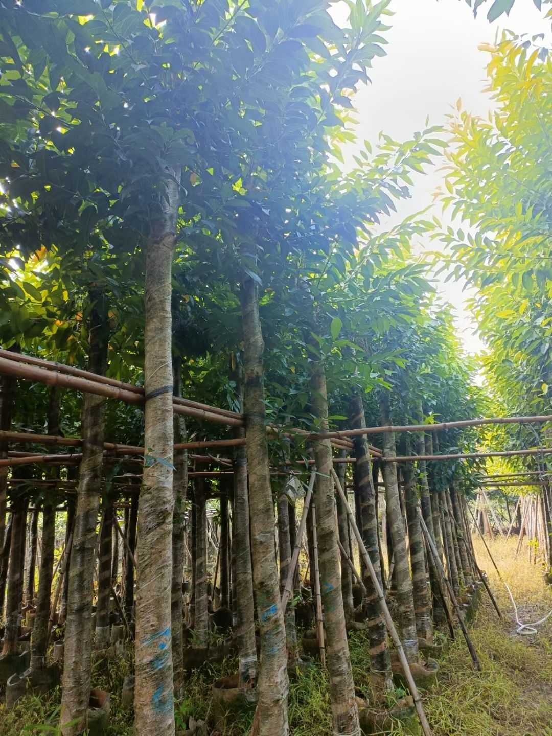 水石榕  水翁，低价供应10-12-15-18-20分水翁袋苗