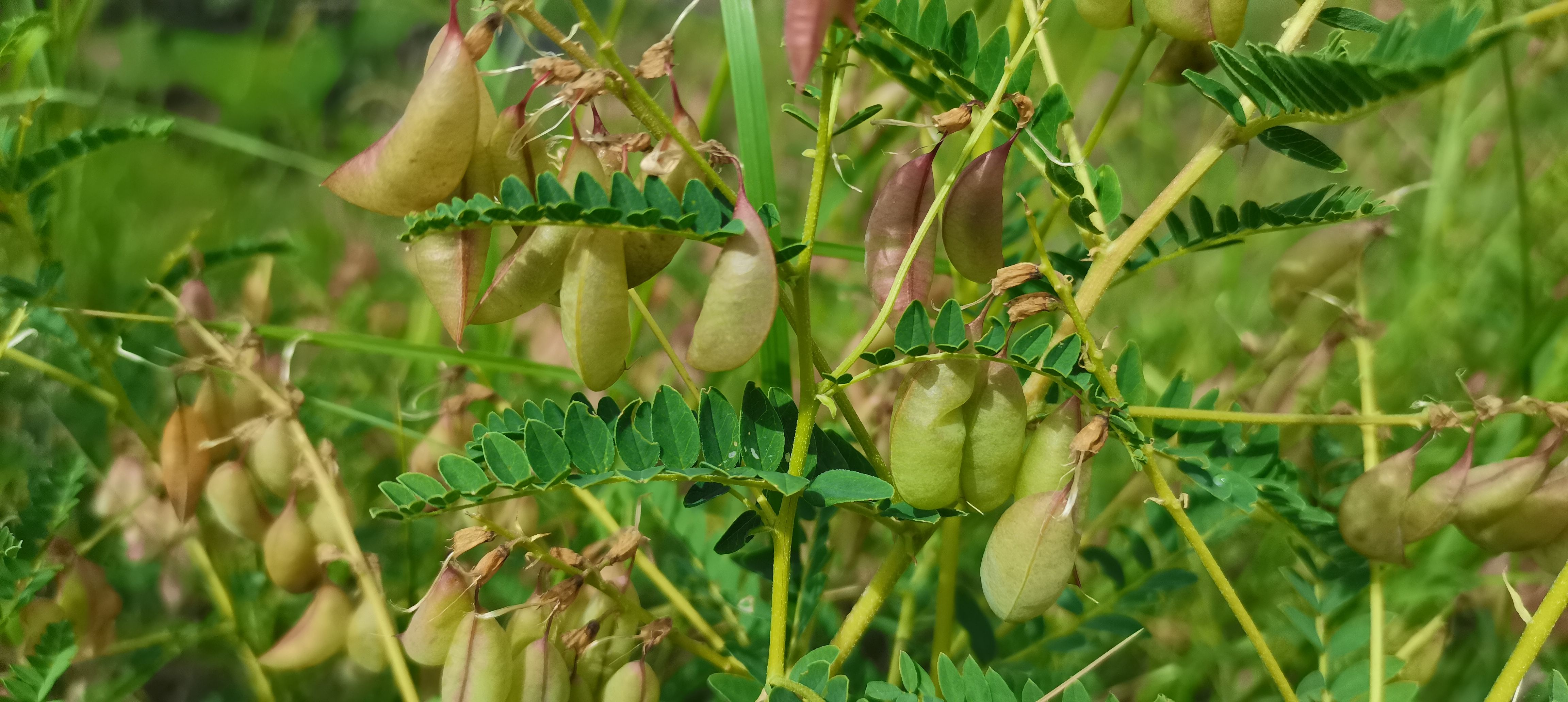 黄芪种子绵黄芪种子底杆种子产地直发一首货源
