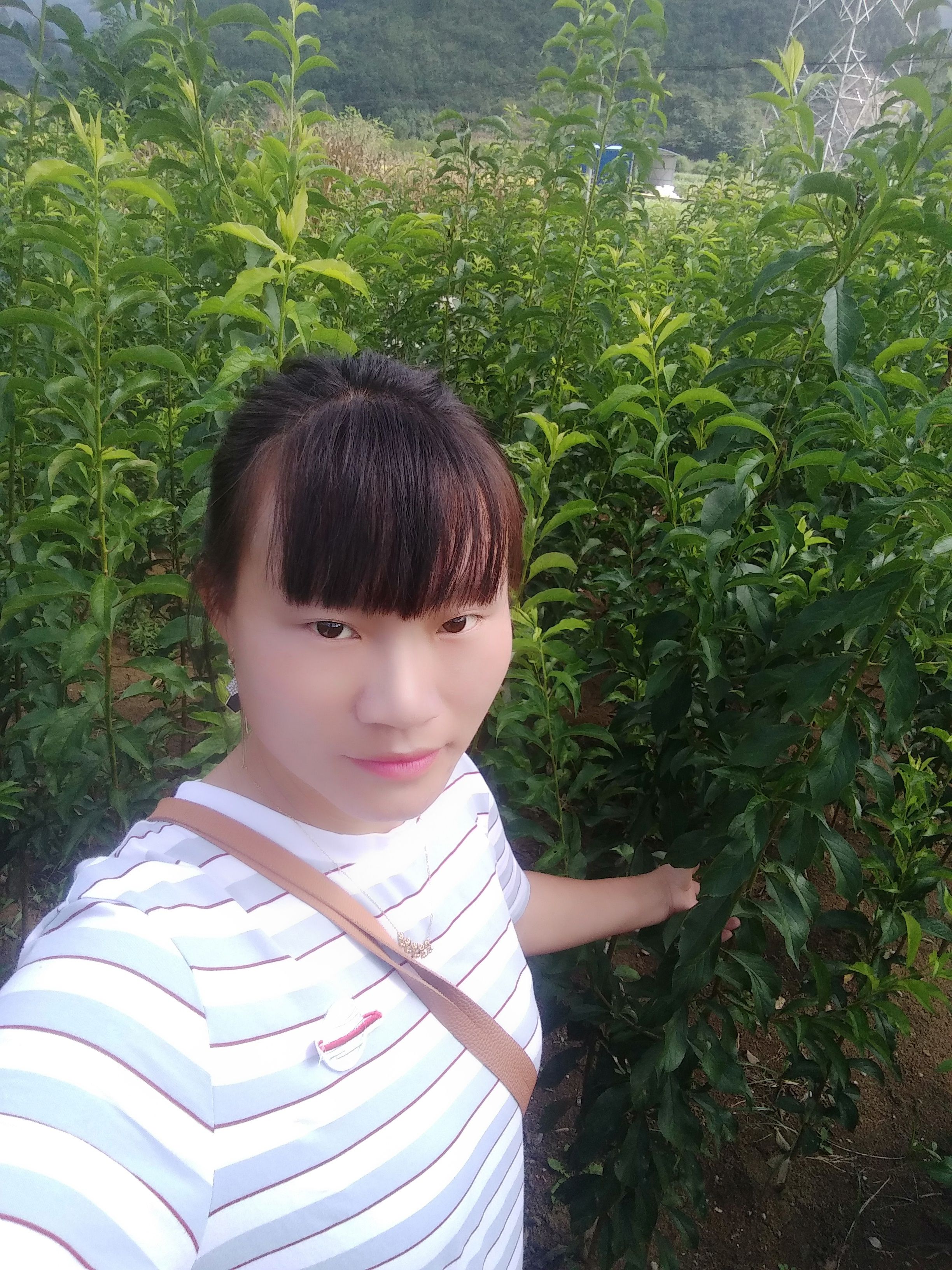 蜂糖李树苗  蜂糖李苗第一代嫁接苗四月李苗须根多存活率高