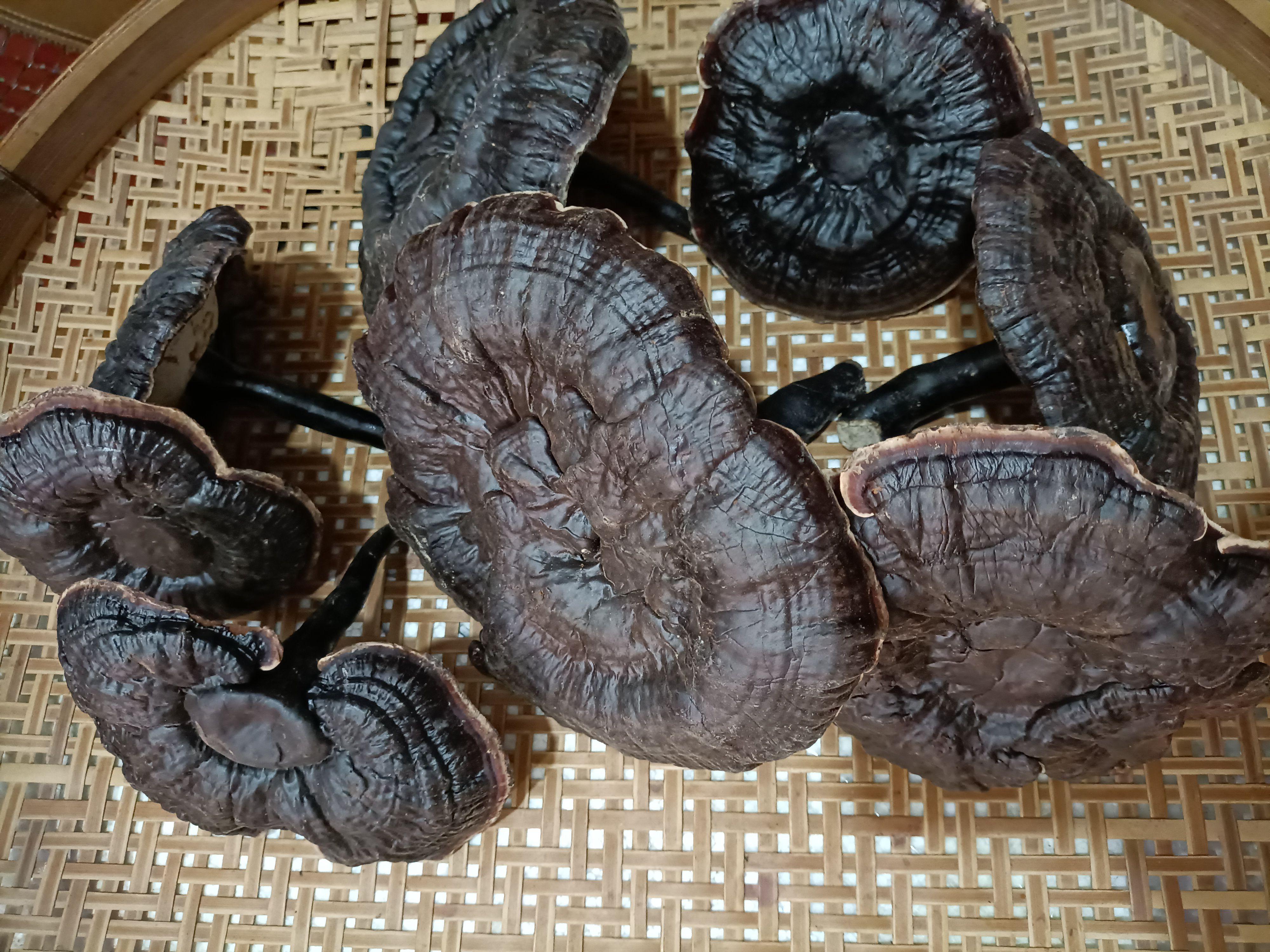 广东林下金边灵芝 无苦 白底灵芝