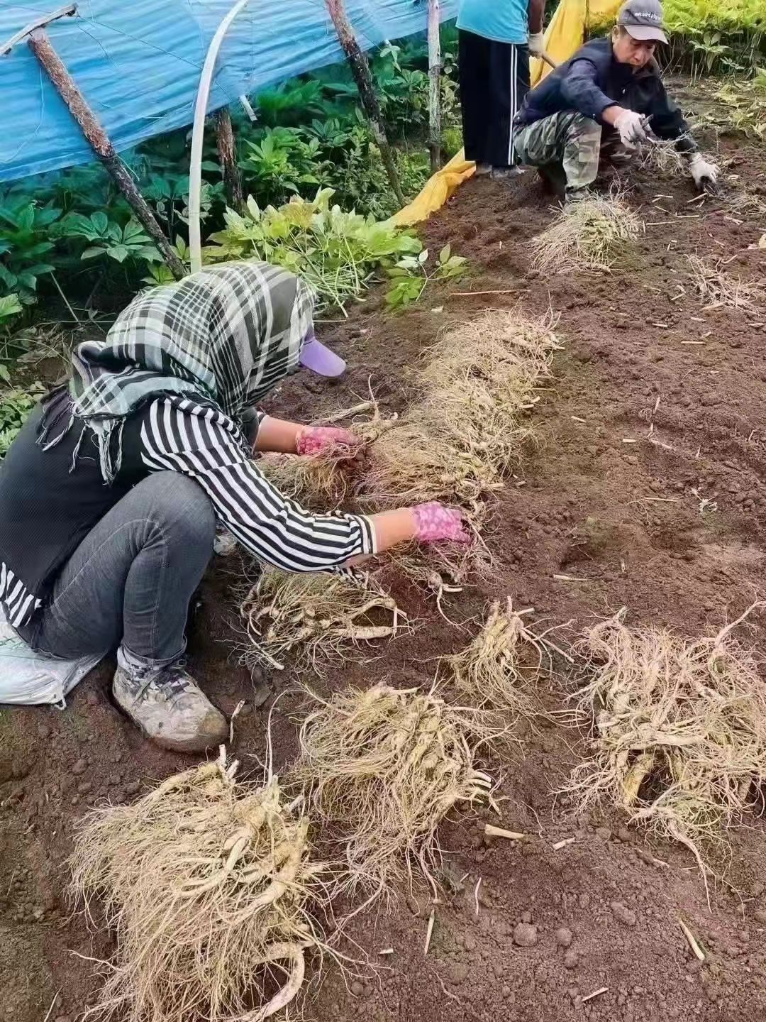 長(zhǎng)白山人參山參林下參園參10支一斤