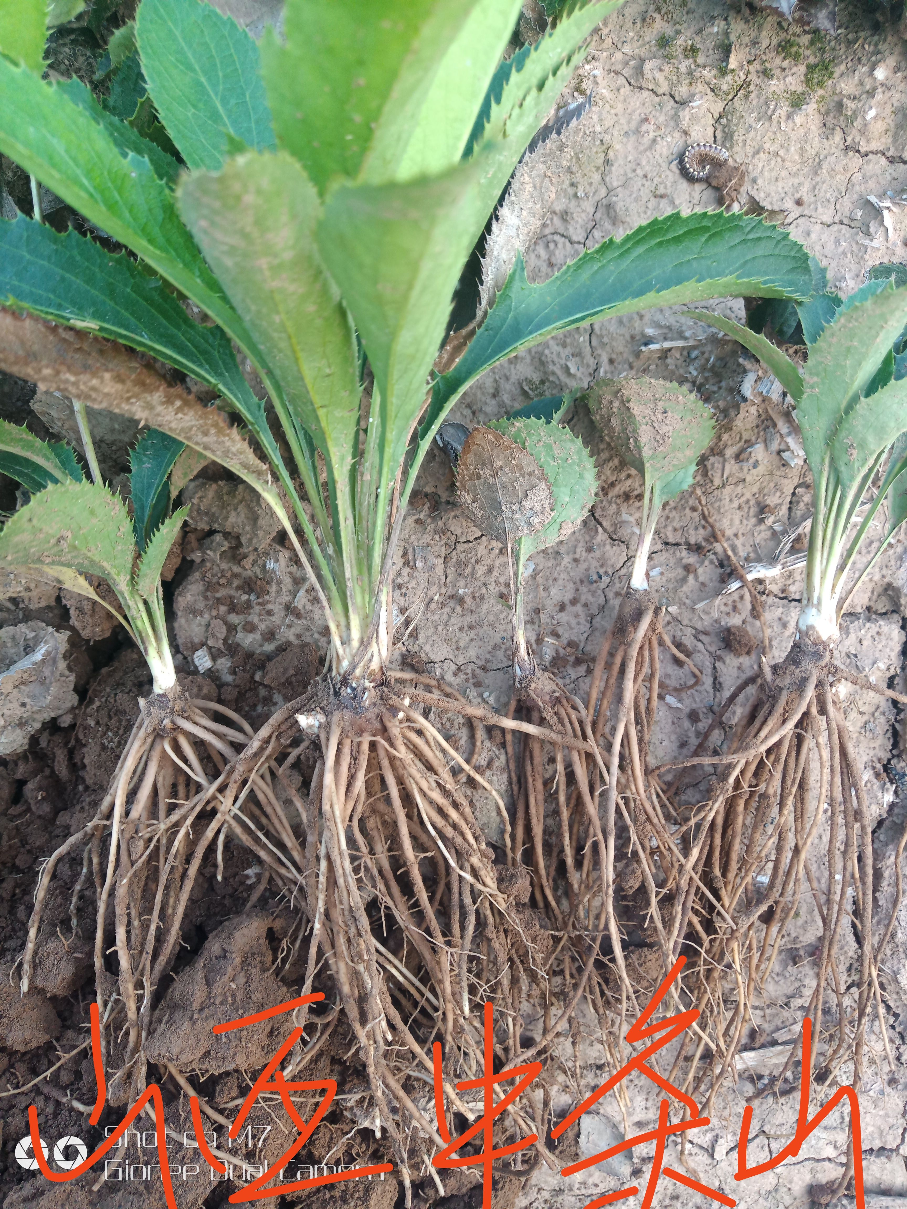 苍术种苗（承德隆化北苍术）