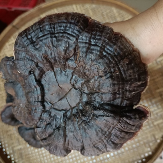 新丰县广东林下金边灵芝 无苦 白底灵芝