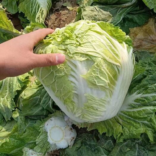 开封矮白菜  大白菜质量好 价格低 欢迎老板 前来考察采购