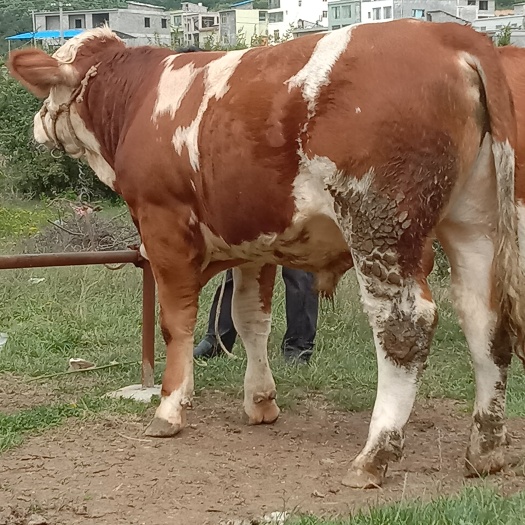 肉牛  主迎西门塔尔牛