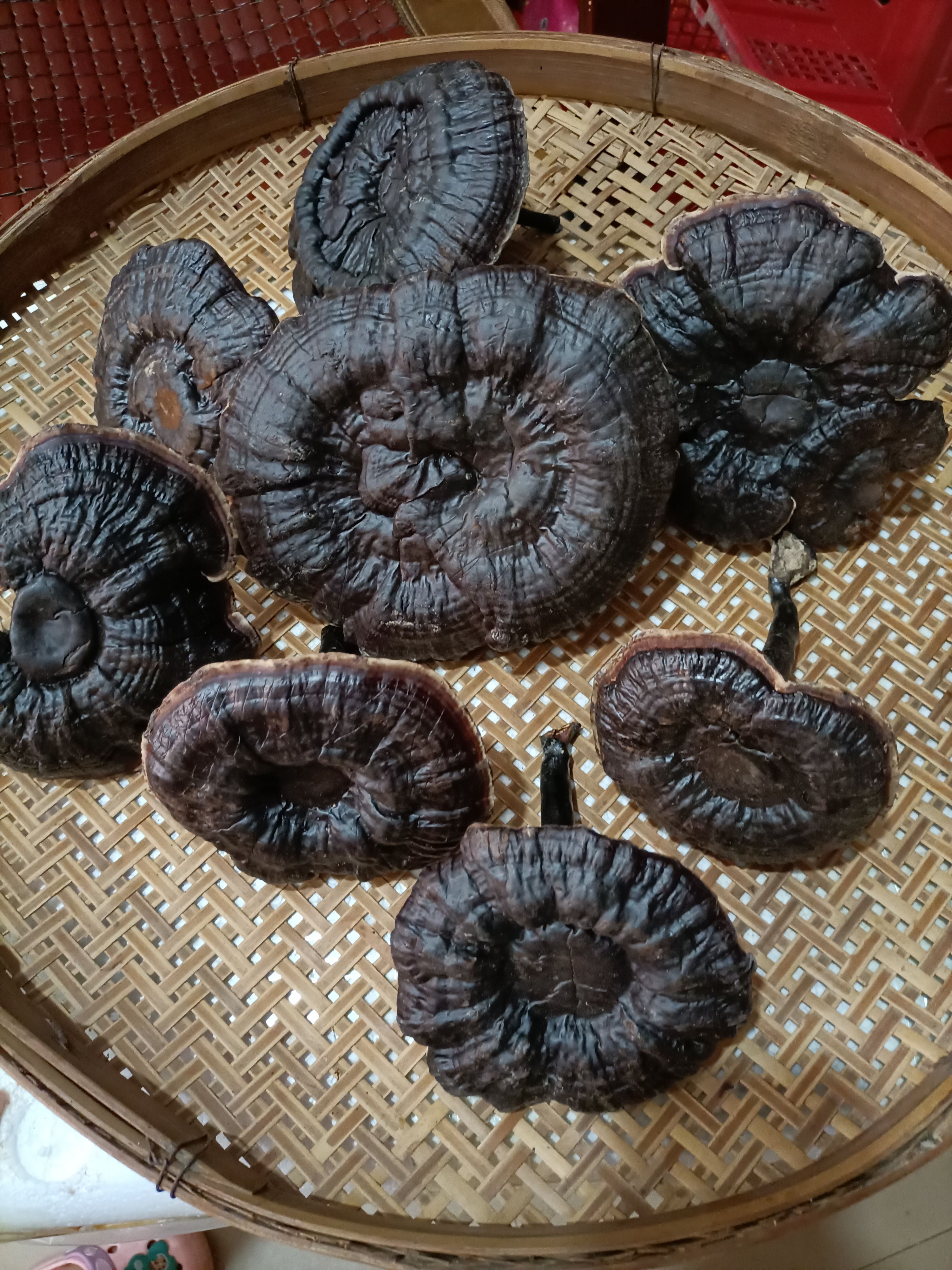 广东林下金边灵芝 无苦 白底灵芝
