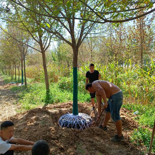 西华县复叶槭 青叶复叶戚