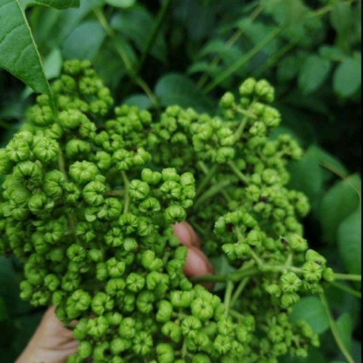 营山县吴茱萸 吴茱萸种苗基地批发