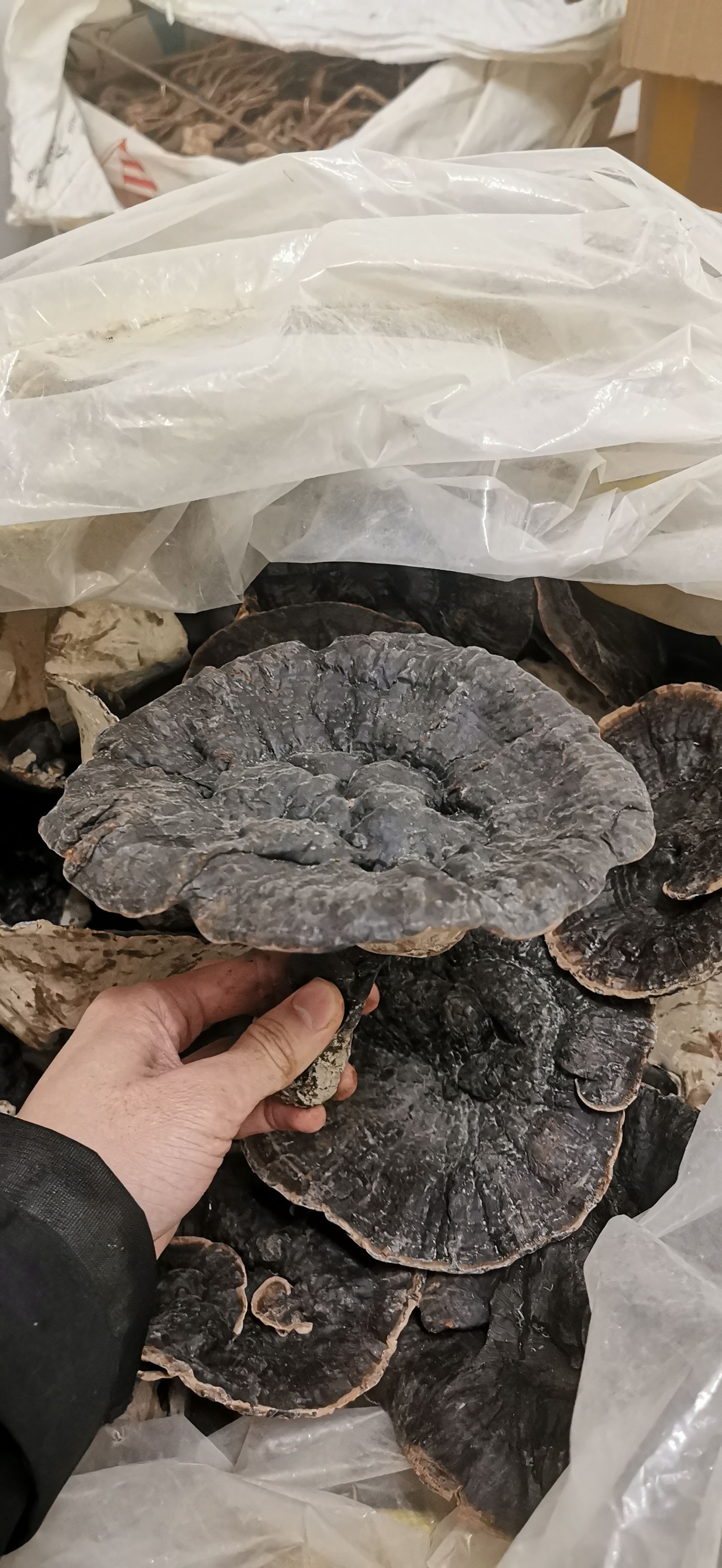 黑灵芝  香味、白底微香灵芝、粉芝
长期稳定供应