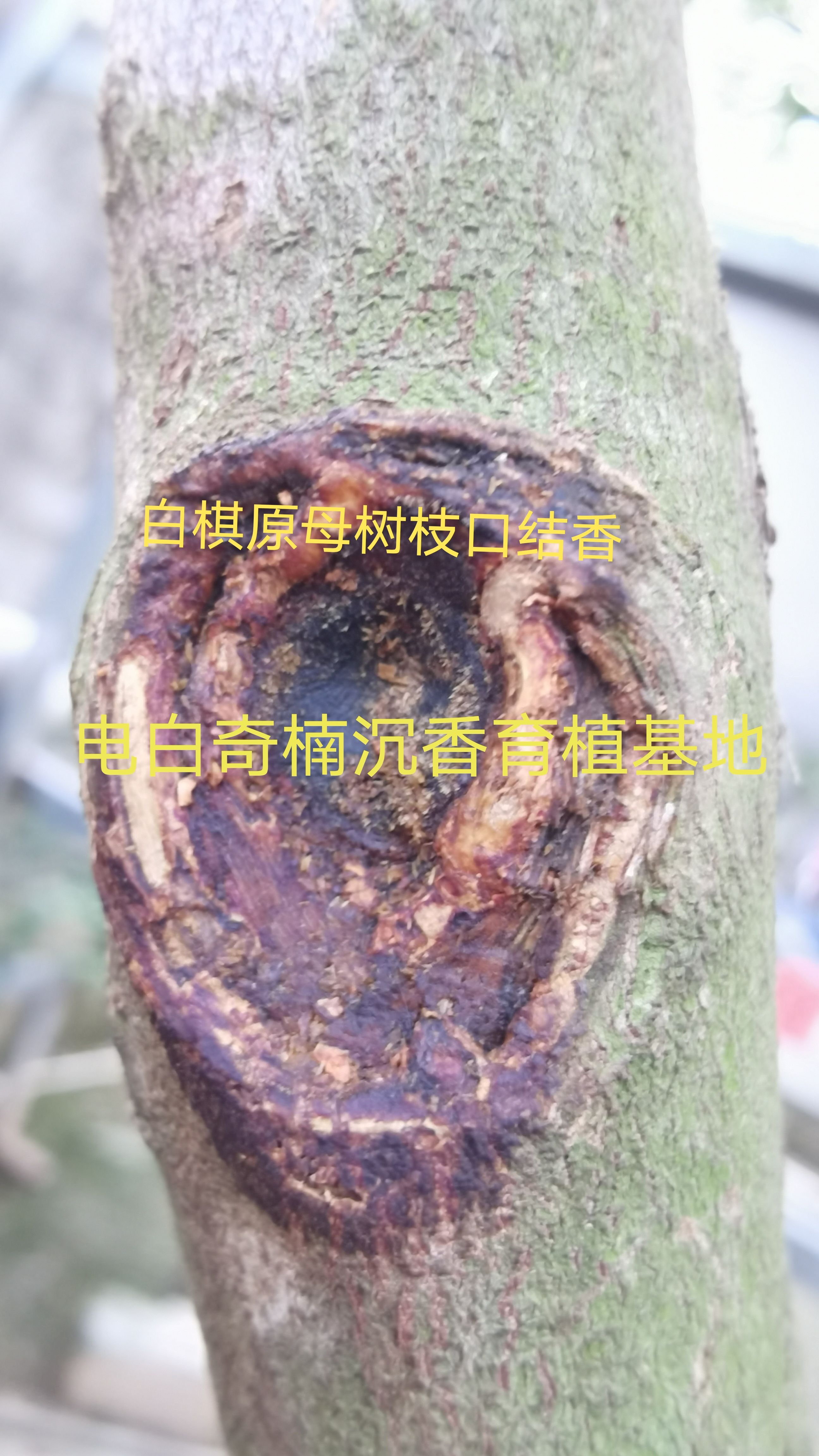 銘「白」　佐曽羅　聞香　香木　沈香　香道　奇南　伽南　沉香 御香堂:: 嚴選天然高級沉香、檀香since 1925-線上購物