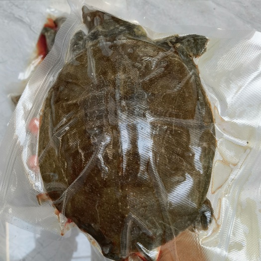 伤残甲鱼  真空包装，鲜活现杀，冷冻后发货，外塘两年