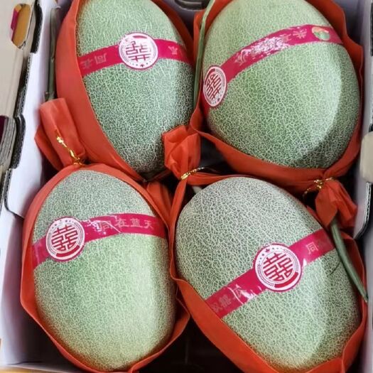 莘县晓蜜25号  哈密瓜小蜜25号供应电商各大批发市场