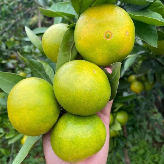 丹江口市蜜桔  湖北丹江口蜜橘超甜皮薄