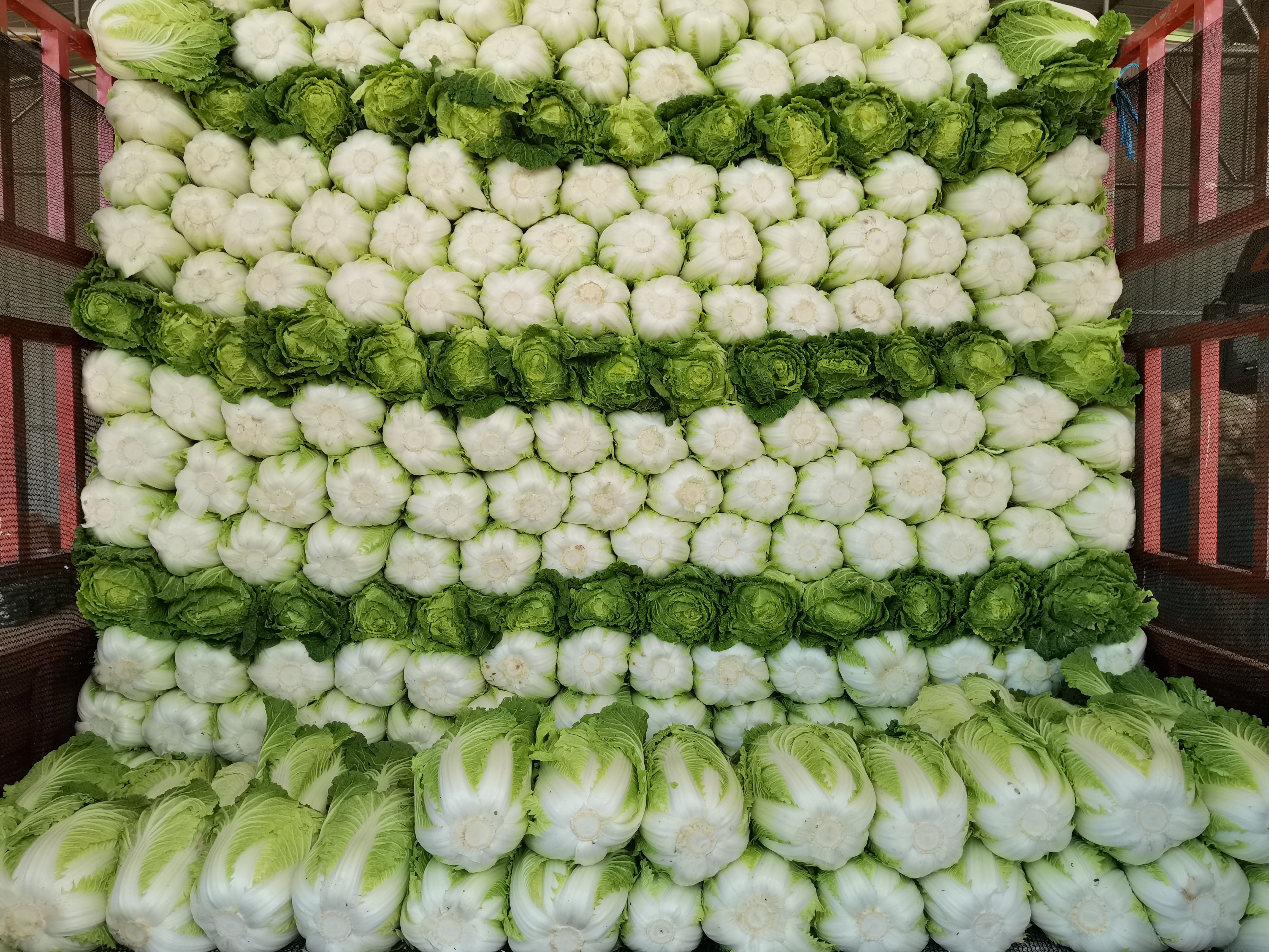 陕北精品大白菜