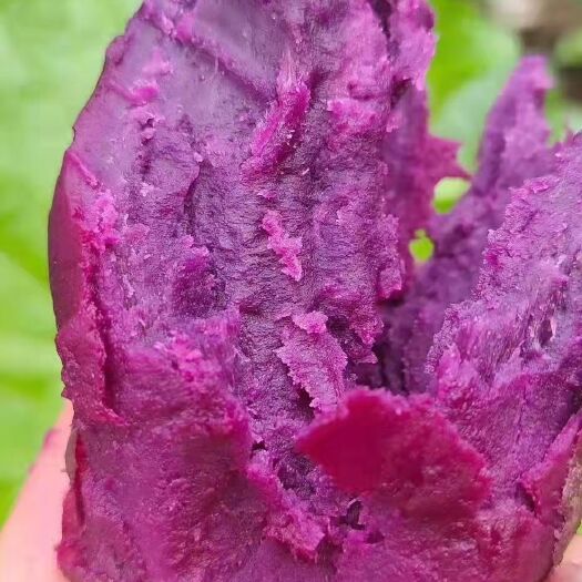 湛江紫罗兰紫薯  紫罗兰红薯番薯