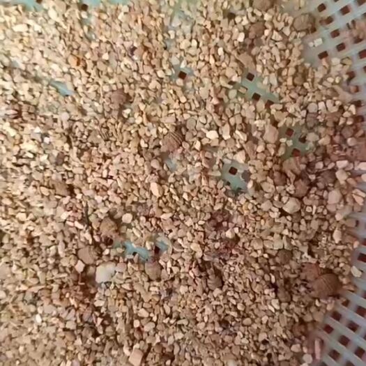 儋州市金沙牛（蚁狮）你健康的选择……
原药品！