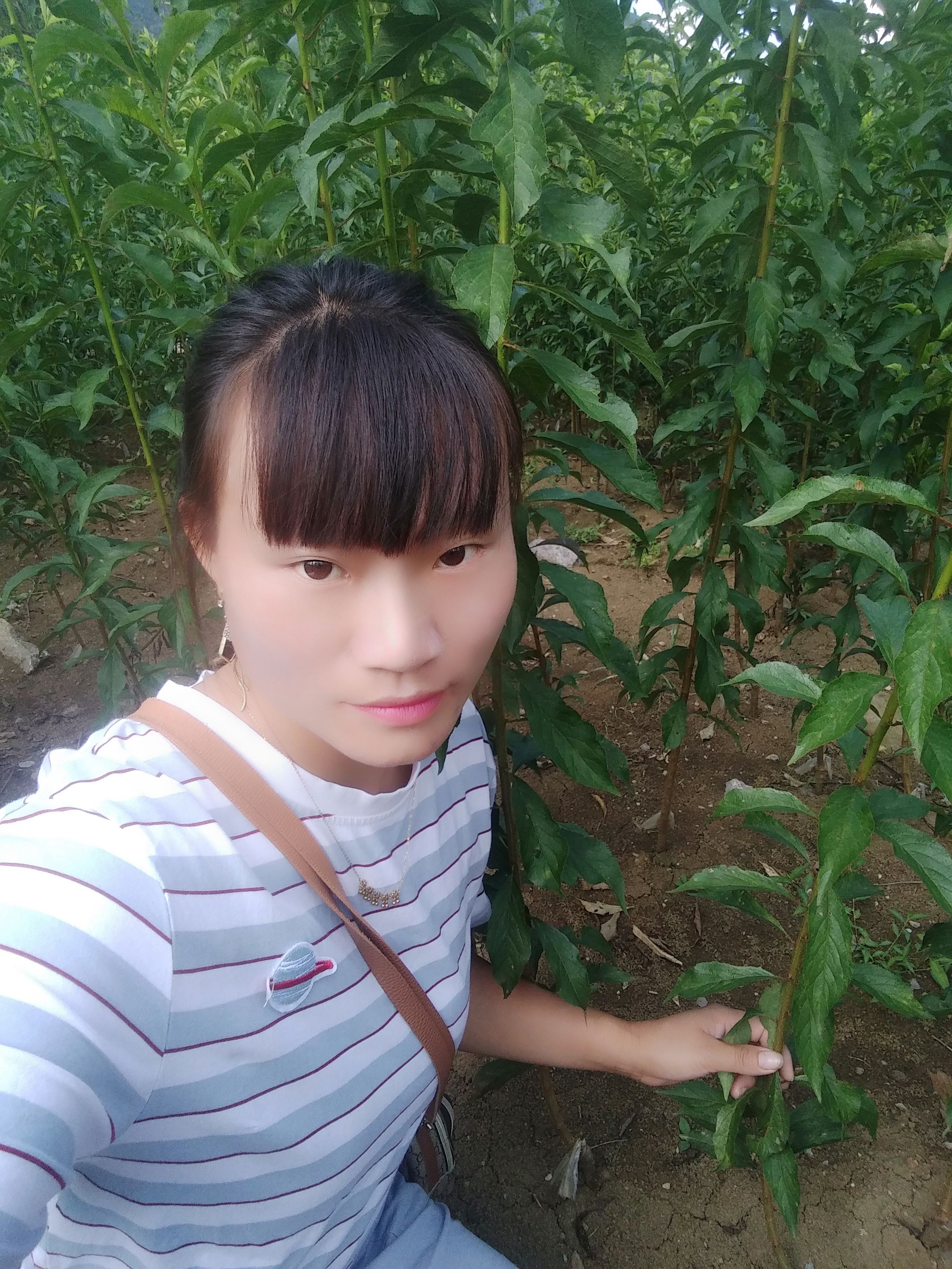 蜂糖李树苗  蜂糖李苗第一代嫁接苗四月李苗须根多存活率高
