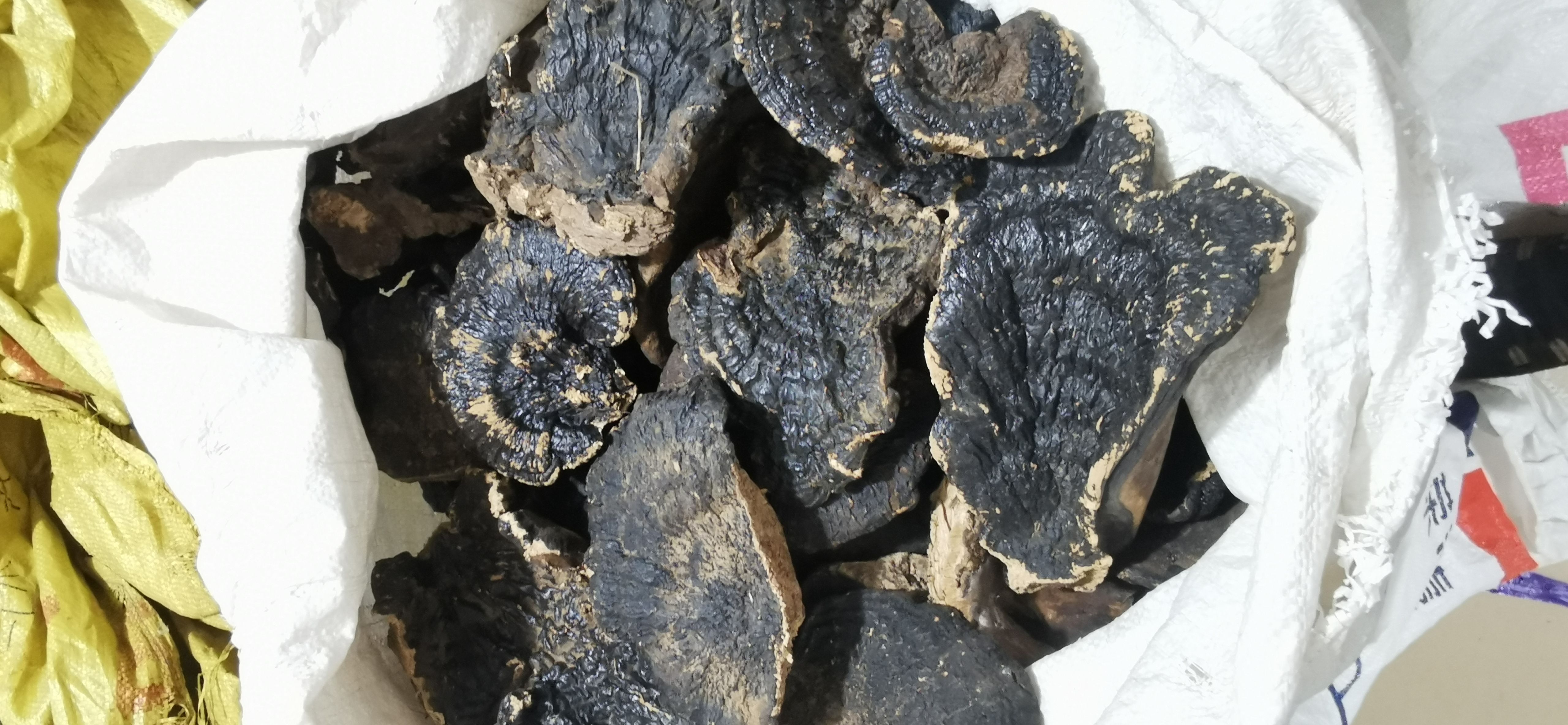 黑灵芝  香味、白底微香灵芝、粉芝
长期稳定供应