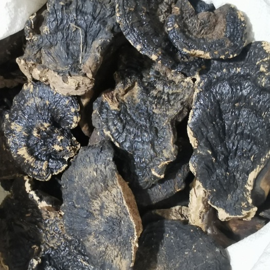 中山市黑灵芝  香味、白底微香灵芝、粉芝
长期稳定供应