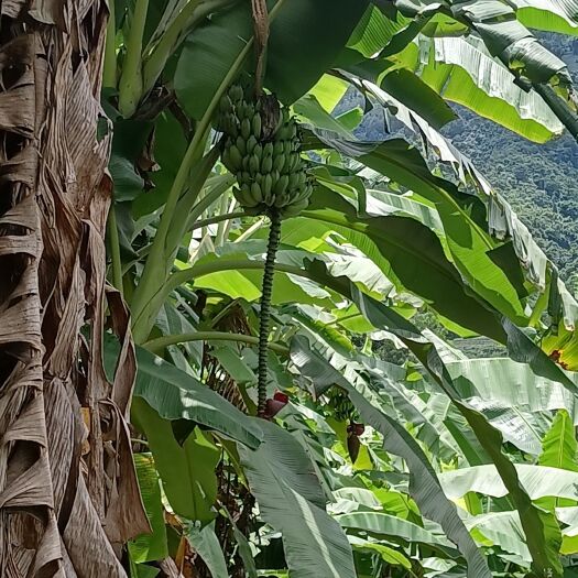 绿春县芭蕉个大饱满