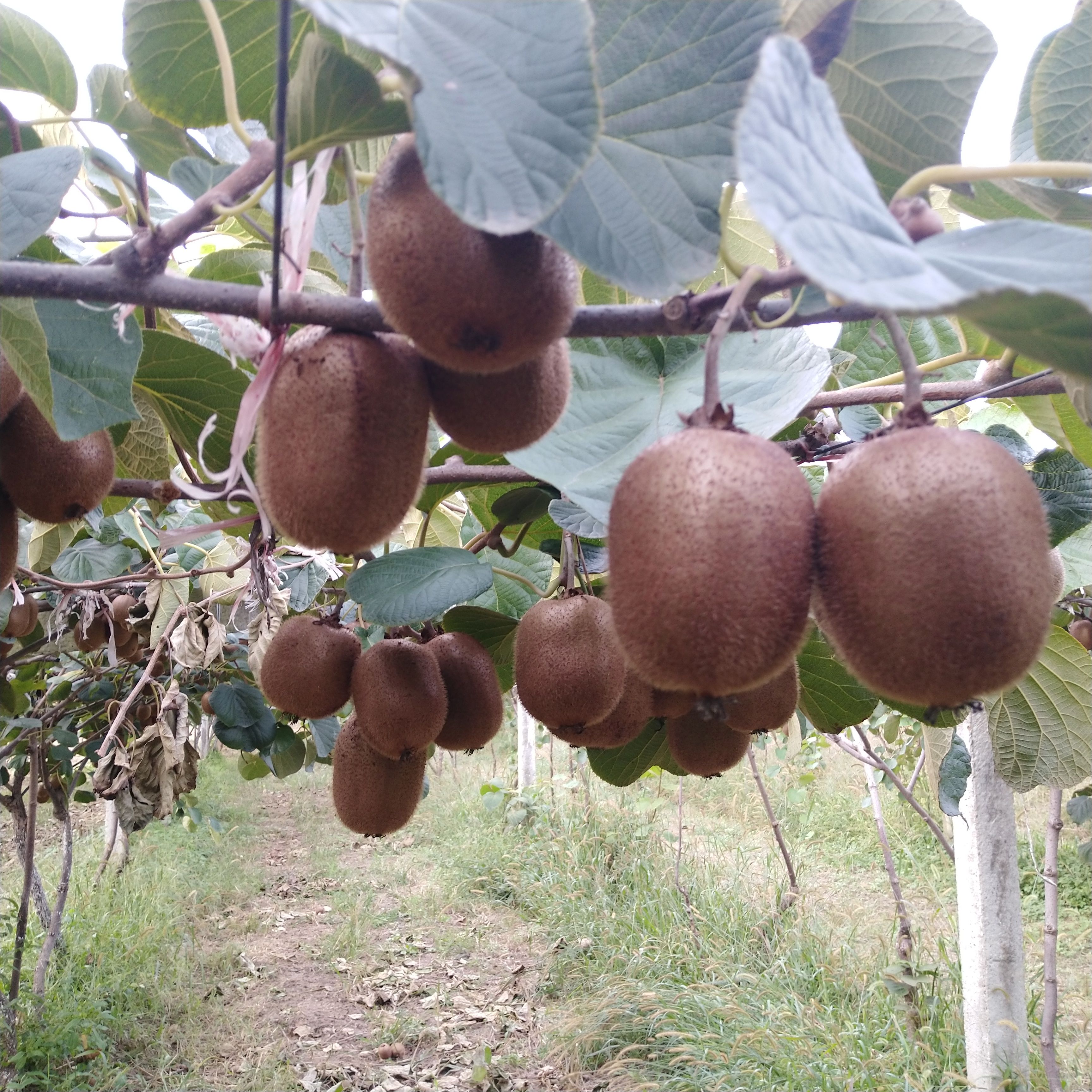 徐香猕猴桃  徐香