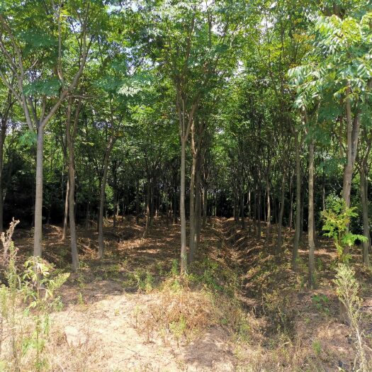 长丰县火焰红 黄山栾树 红叶石楠