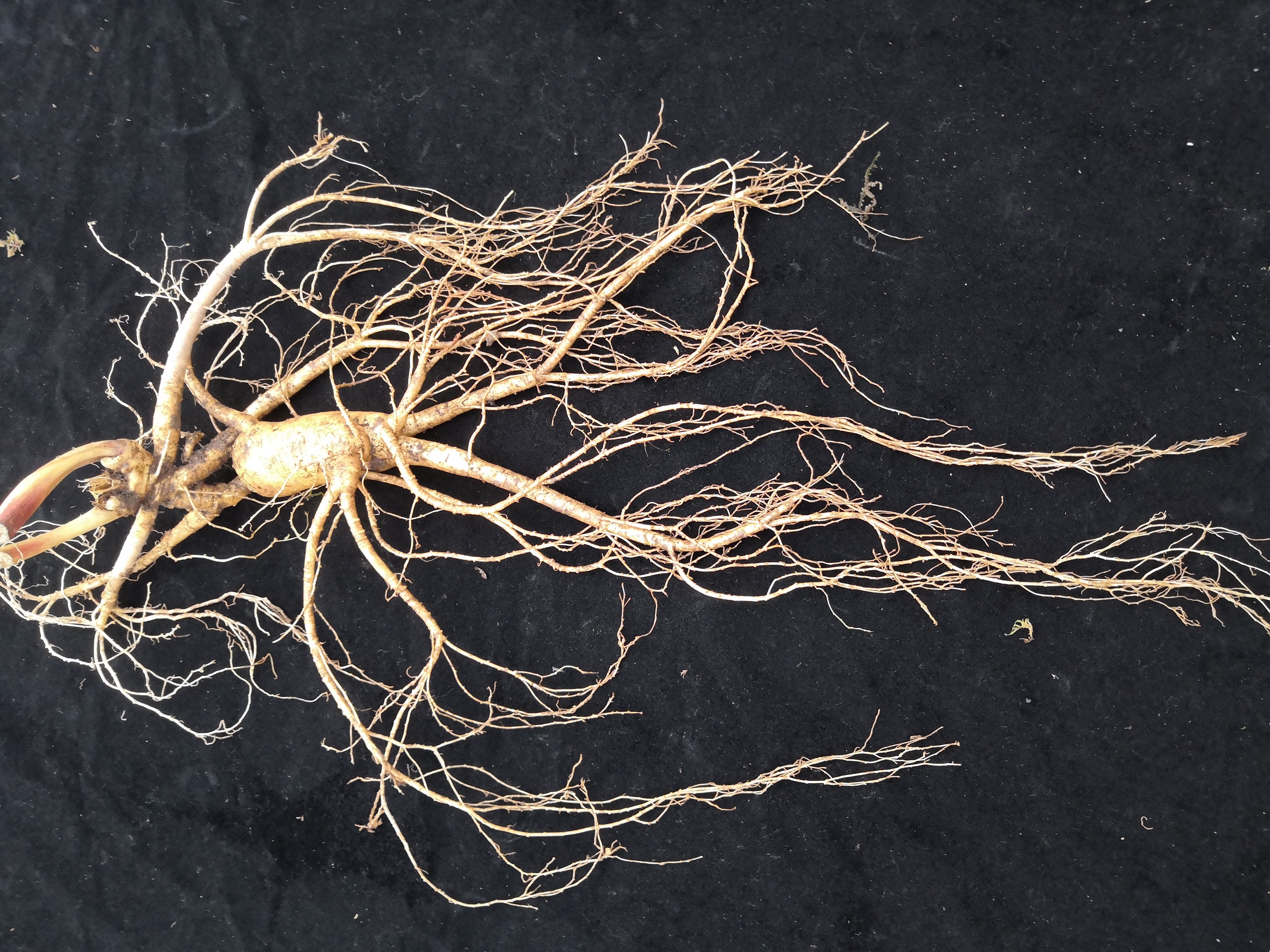 长白山鲜人参山参林下参煲汤泡酒