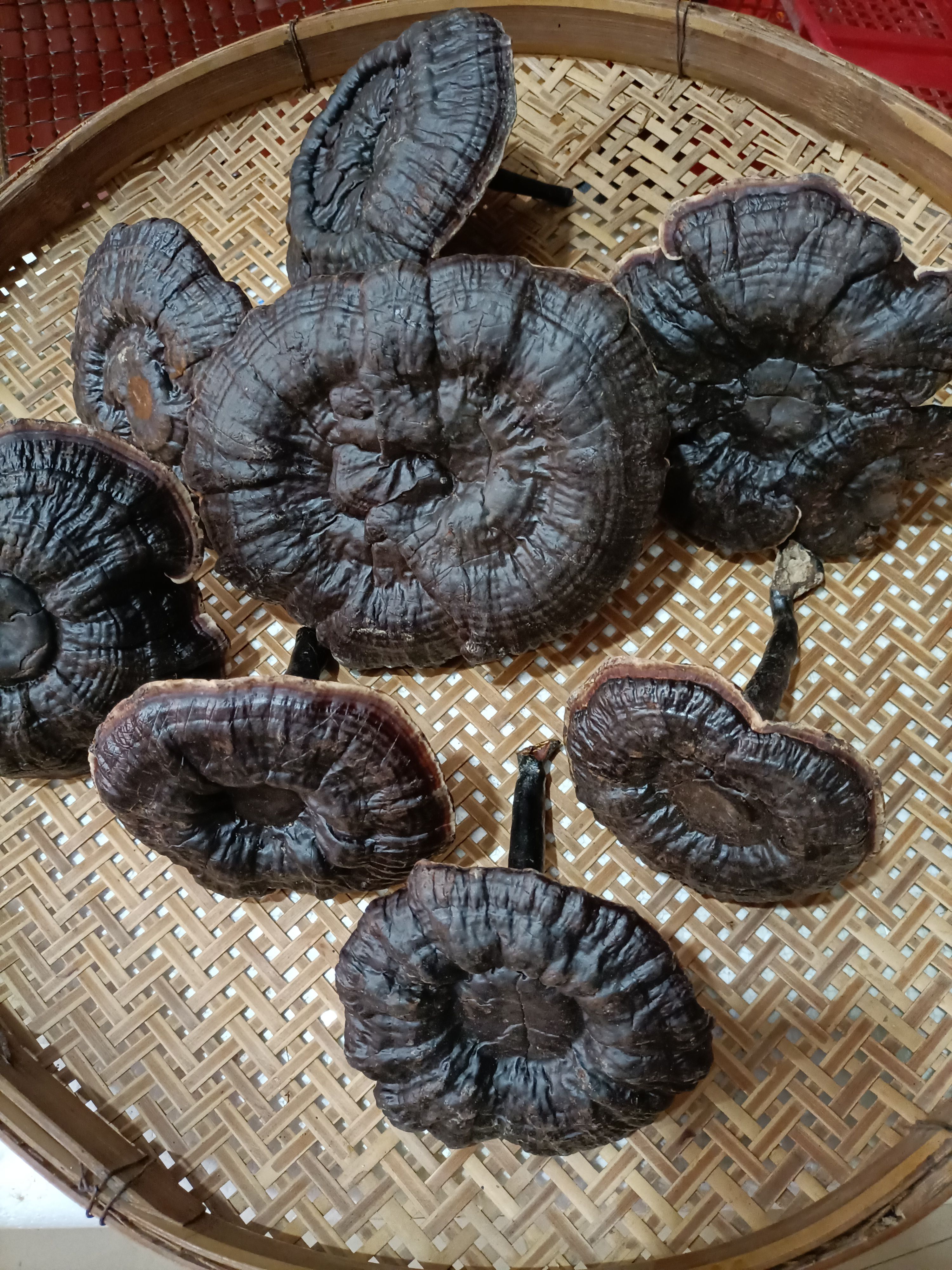 广东林下金边灵芝 无苦 白底灵芝