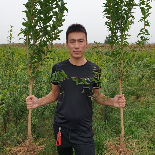 平邑县石榴树苗蒙阳红石榴苗当年结果庭院阳台水果南北方种植
