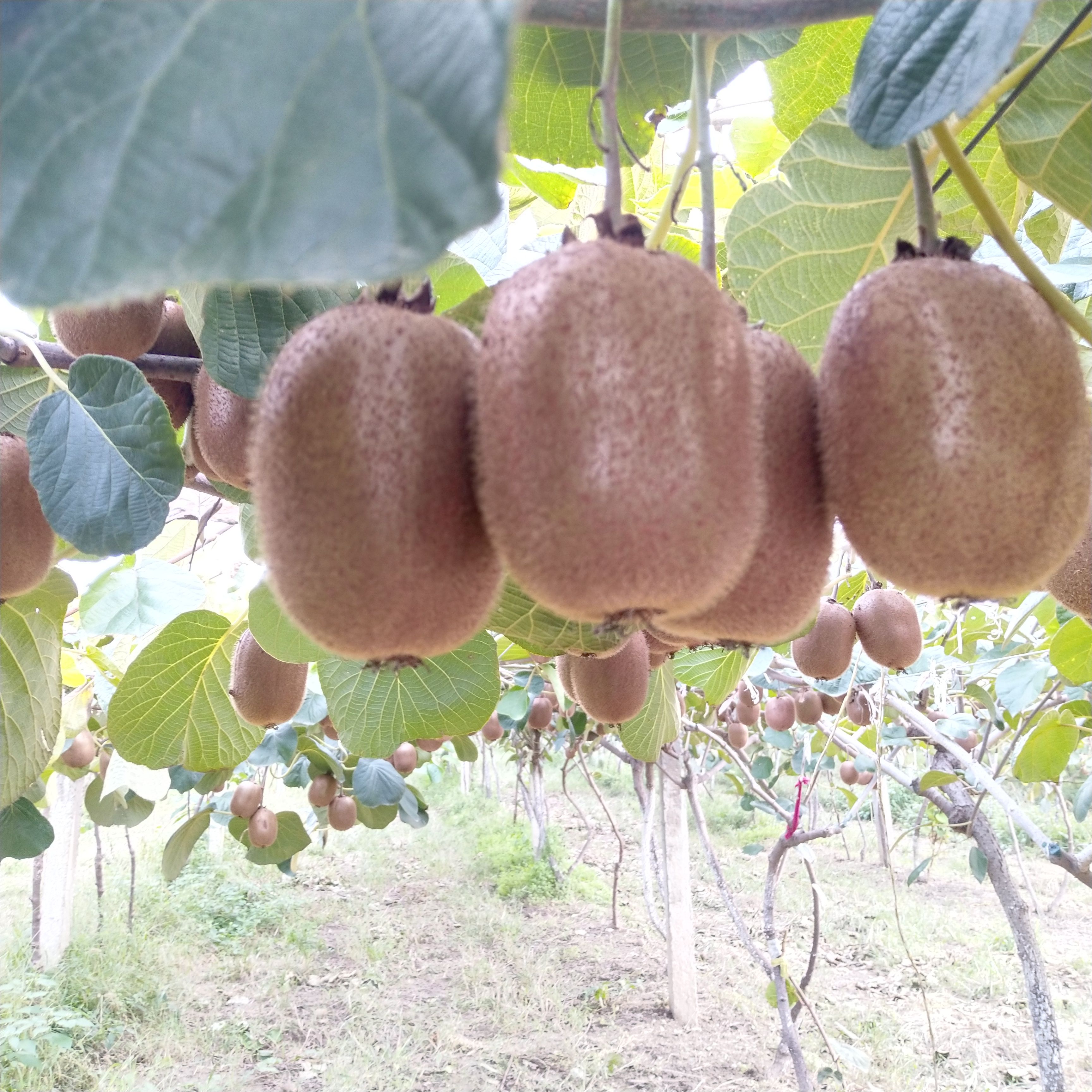 徐香猕猴桃  徐香