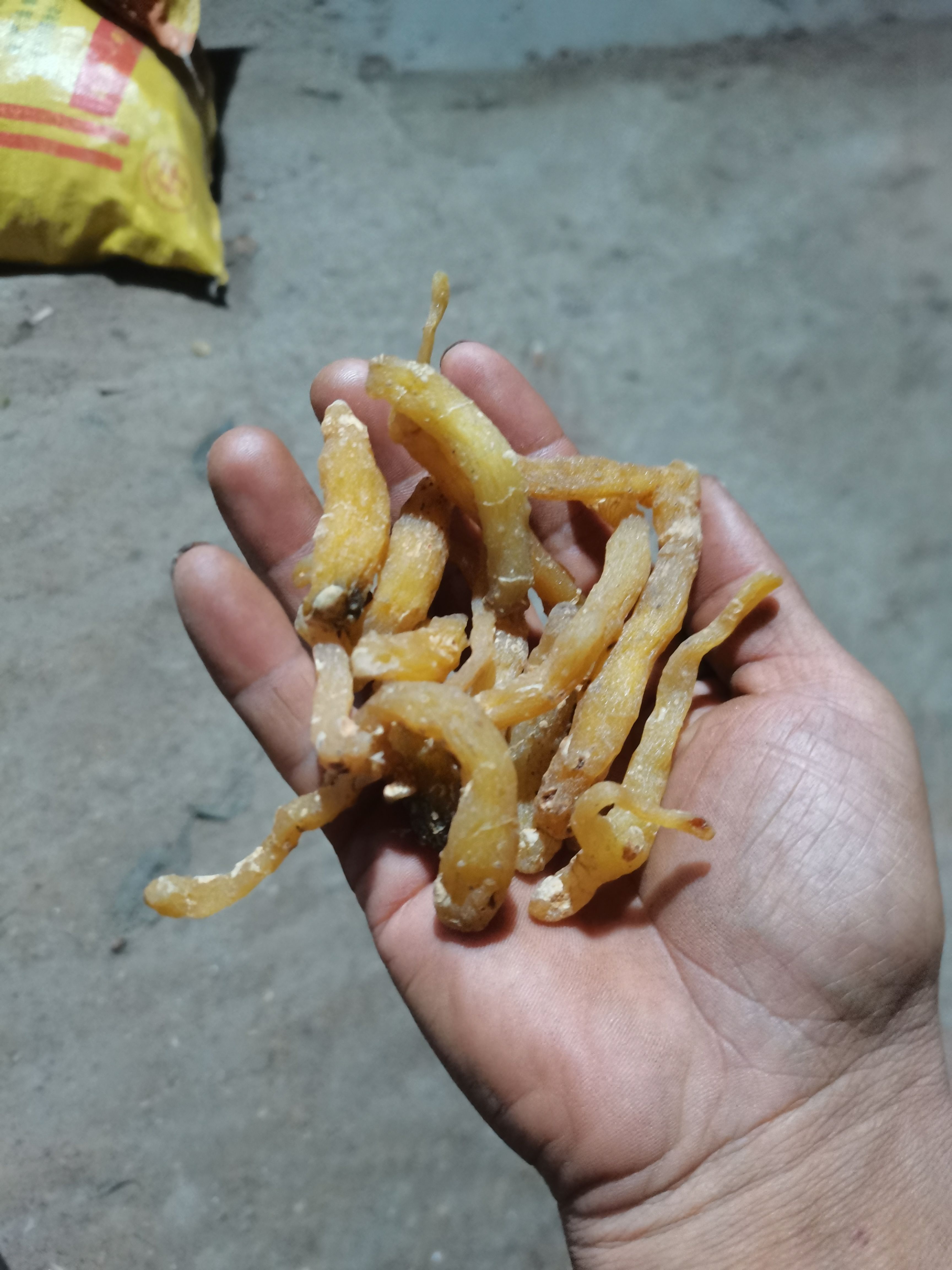 湘玉竹 玉竹