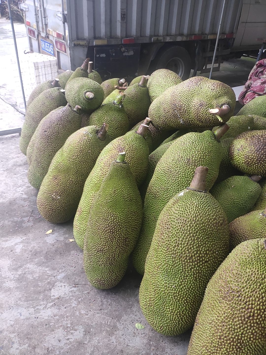 菠萝蜜 广东省茂名市电白区 干包 