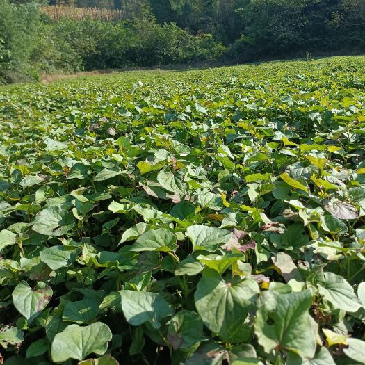 三台县鱼腥草根 100亩自种鱼腥草（折耳根）无中间商。