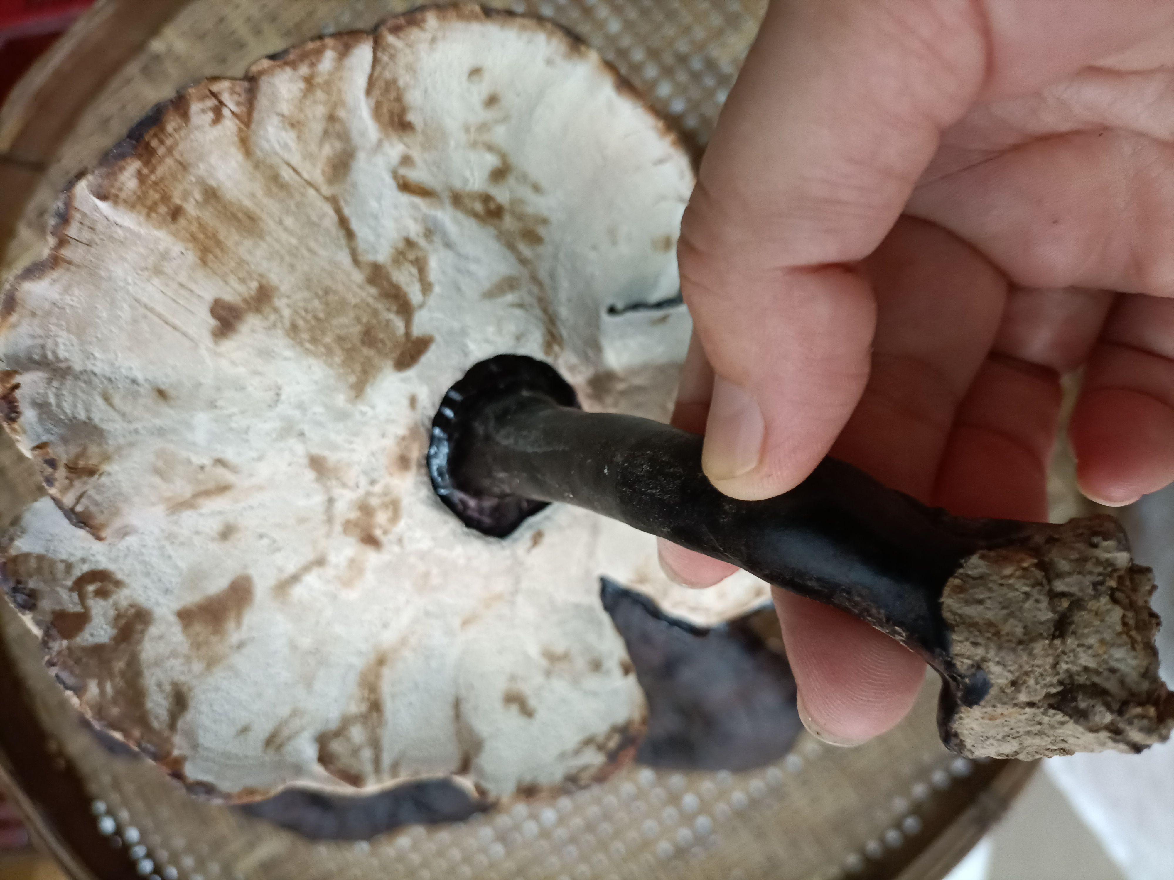 广东林下金边灵芝 无苦 白底灵芝
