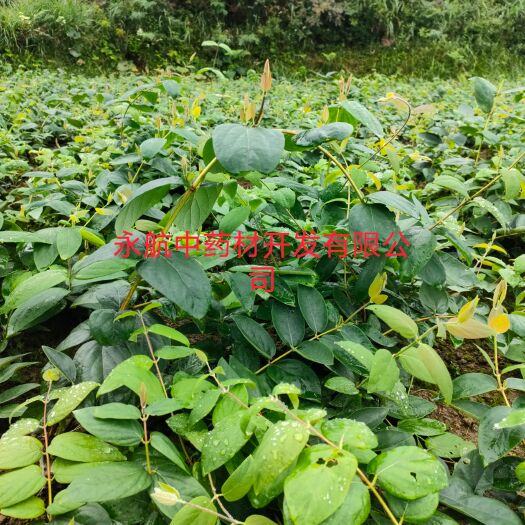 隆回县湘蕾一号金银花苗  湘蕾金银花苗  产量高    易管理 省人工 产地直供