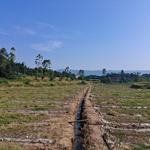 水浇地 30亩蔬菜基地出租，可以建大棚，交通方便，离城区近，600元