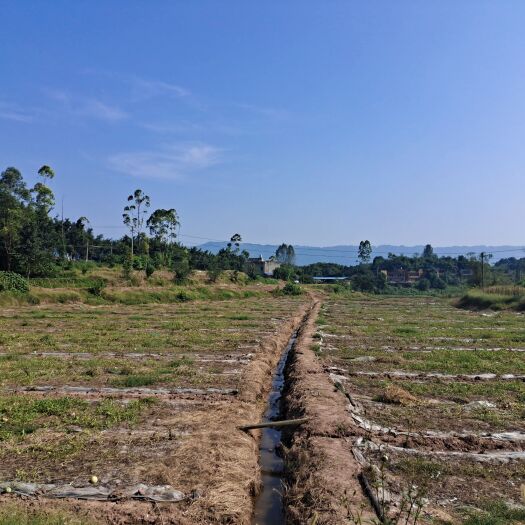 重庆市水浇地 30亩蔬菜基地出租，可以建大棚，交通方便，离城区近，600元