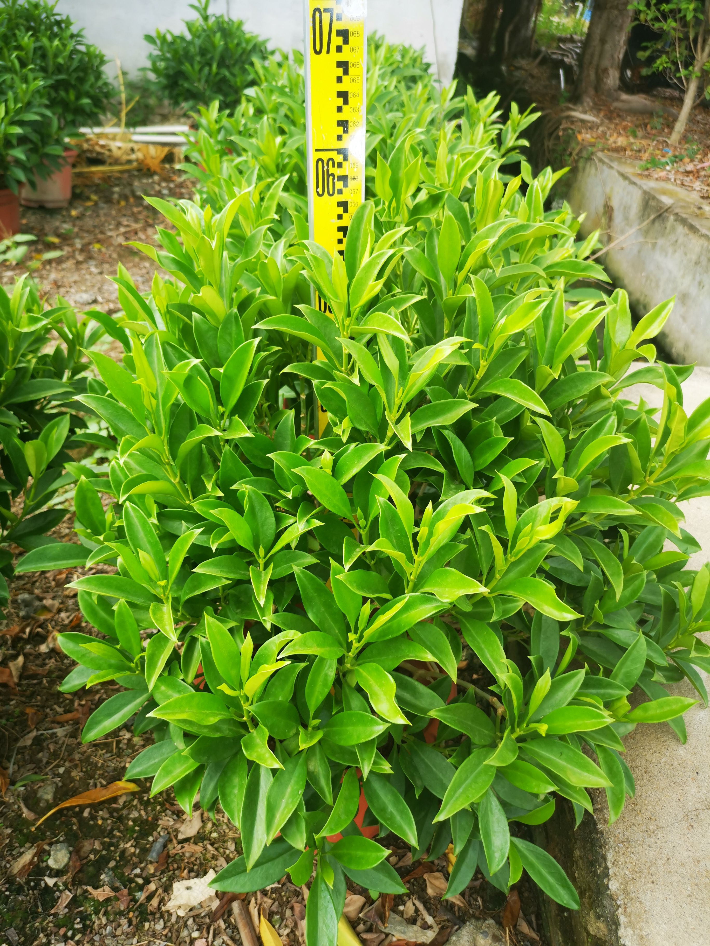  非洲茉莉