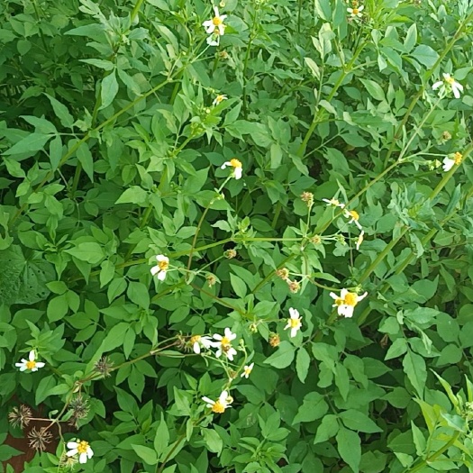 珠海鬼针草